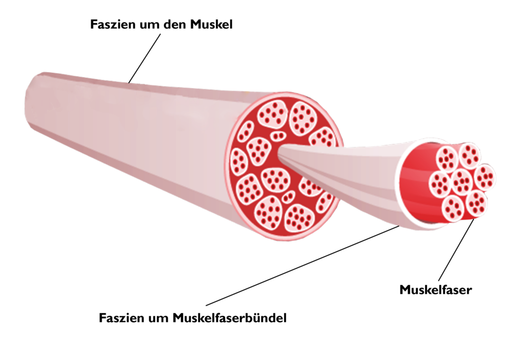 Faszien werden in einer Illustration innerhalb eines Muskelstrangs visuell hervorgehoben